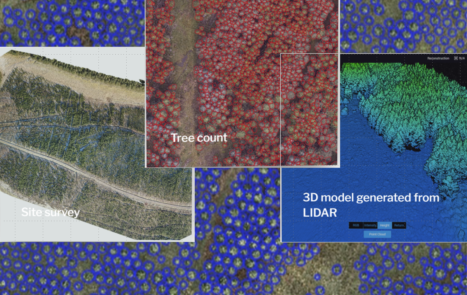 Drone Forestry Allometry Drone Forestry Allometry