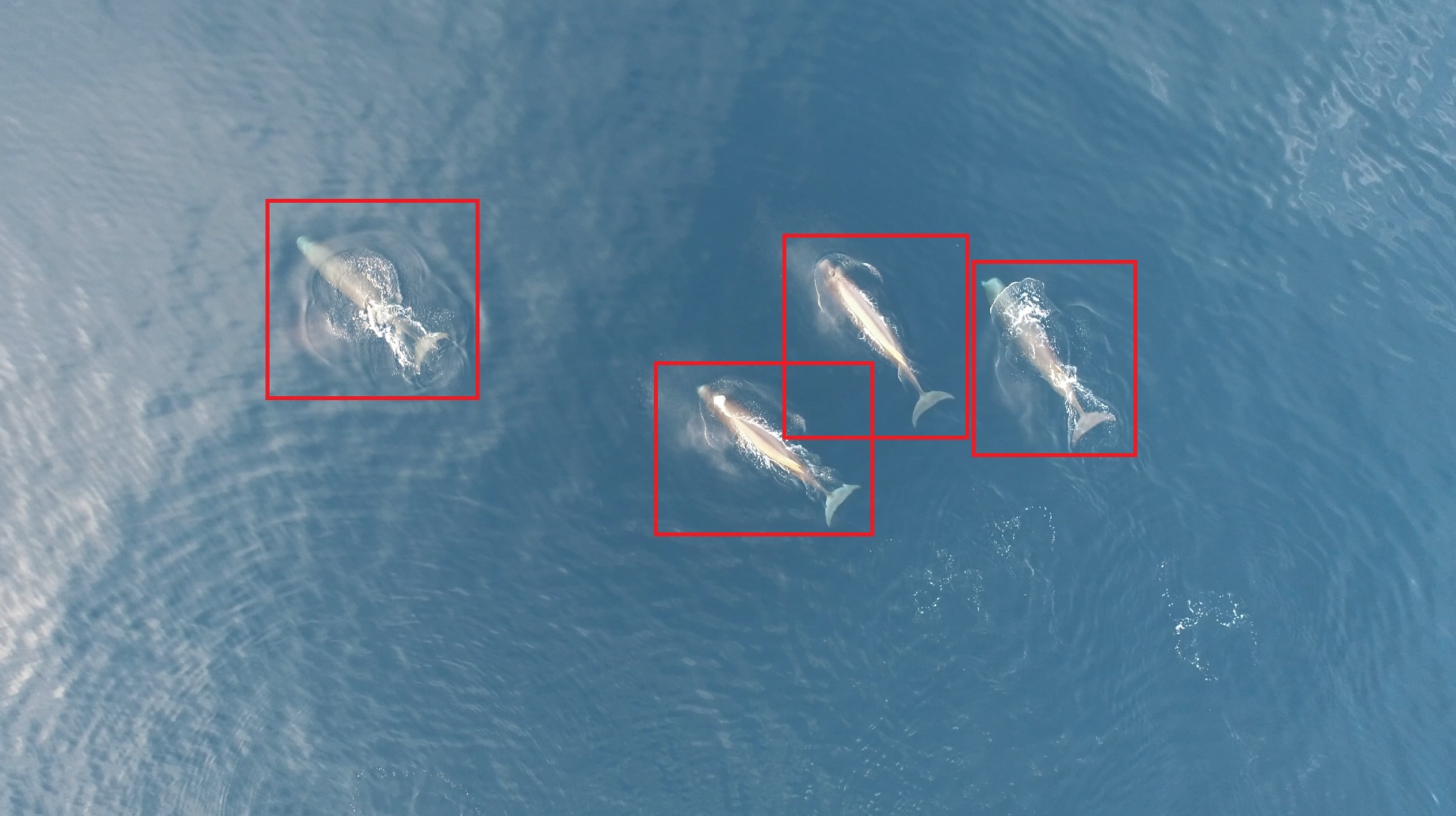 Whale Tracking Hackday Whale Tracking Hackday